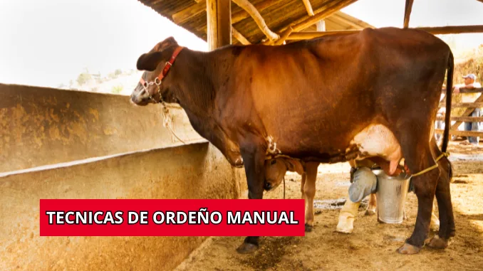 Tecnicas de ordeño manual